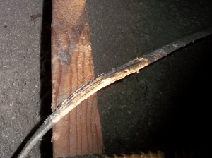 squirrel damage to wire squirrel damage fire hazard