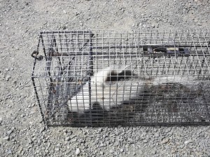 100_0161 Rabid skunk removal 860-510-6313