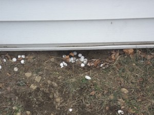 skunk removal ct