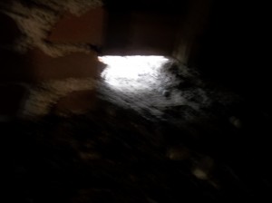 Skunk in crawlspace CT