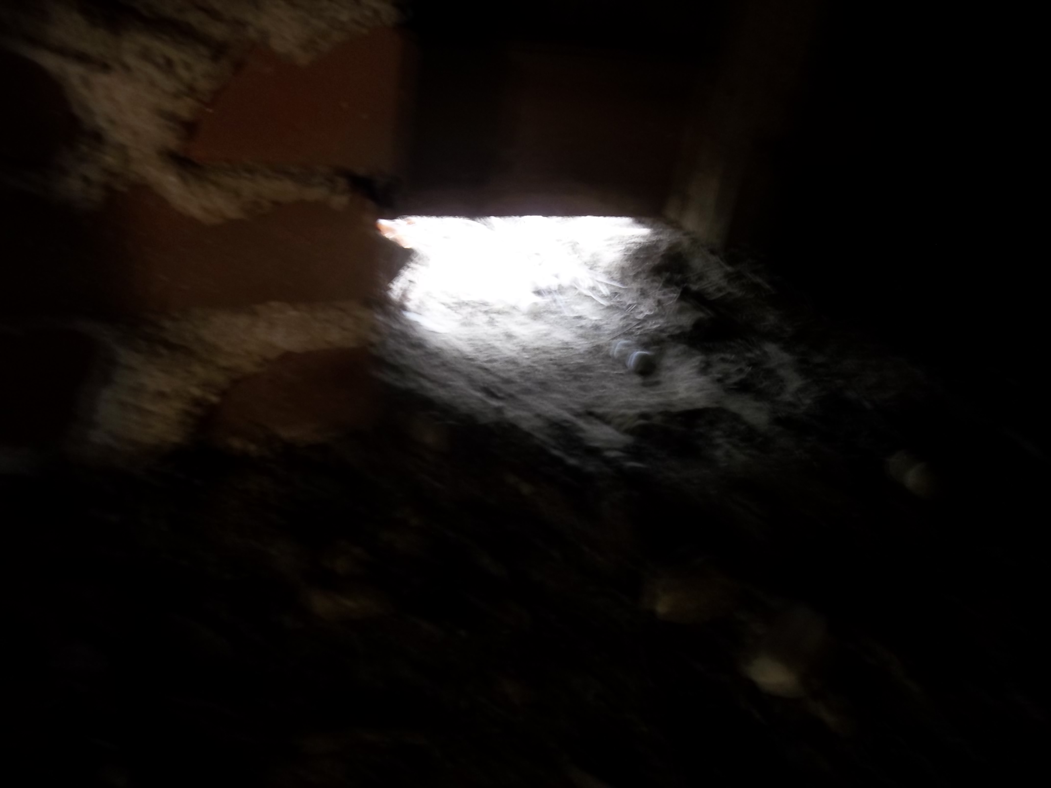 Skunk Removal - Wildlife Control Connecticut - skunk control CT