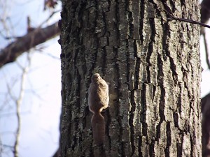 squirrel removal 5 flying squirrel removal CT