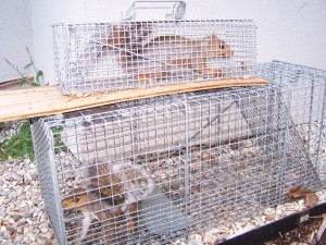 Squirrels in traps