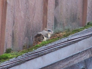 Flying squirrels on a roof in Rocky Hill CT
