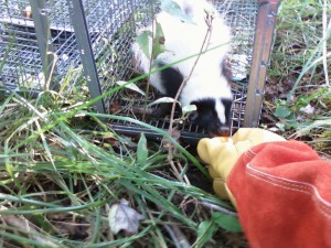 skunk middlesex skunk removed from Waterford CT