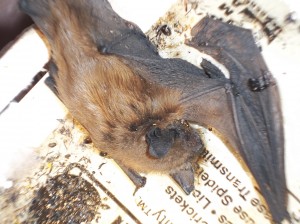Bat Removal CT Bat Removal CT