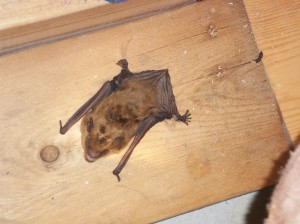 Bats in attic CT Bats in attic CT