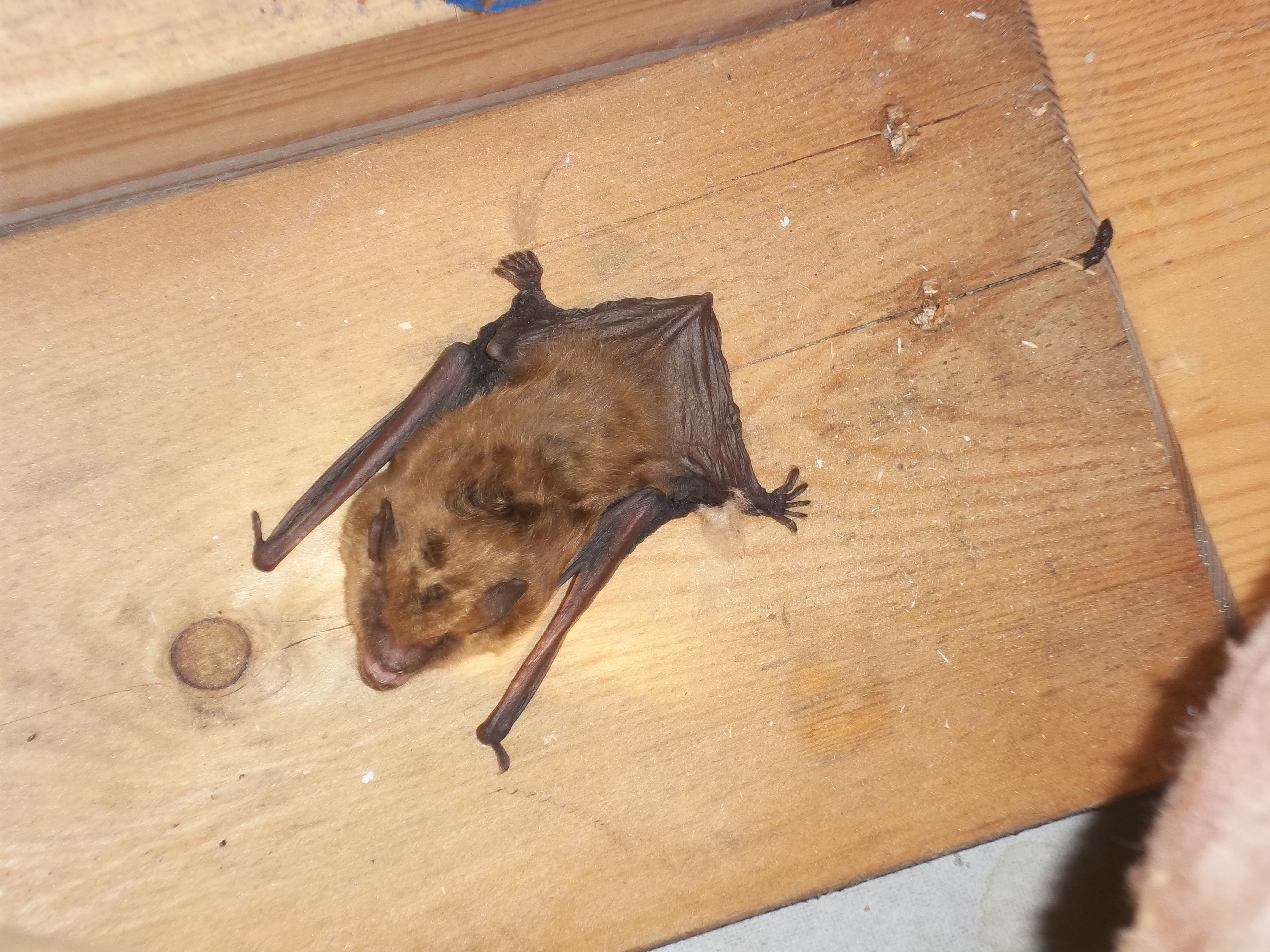 How can you get rid of bats in winter?