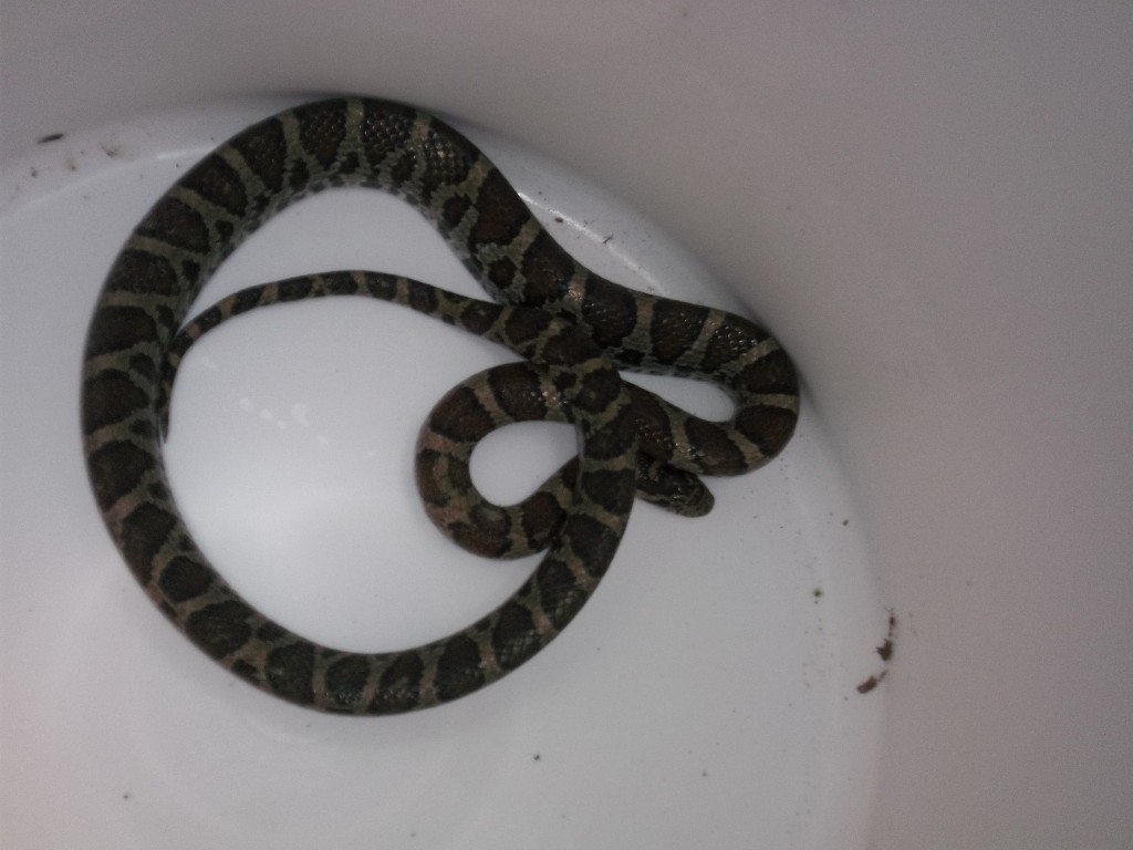 100_0152 Milk snake removal from basement in Colchester CT