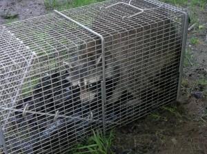 Raccoon trapping