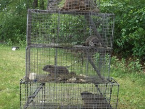 woodchuck exterminator Woodchuck removal
