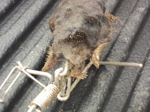 get rid of moles get rid of moles