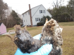 Star&eastern Get Rid of Moles