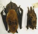 little and big brown bats CT Bat control