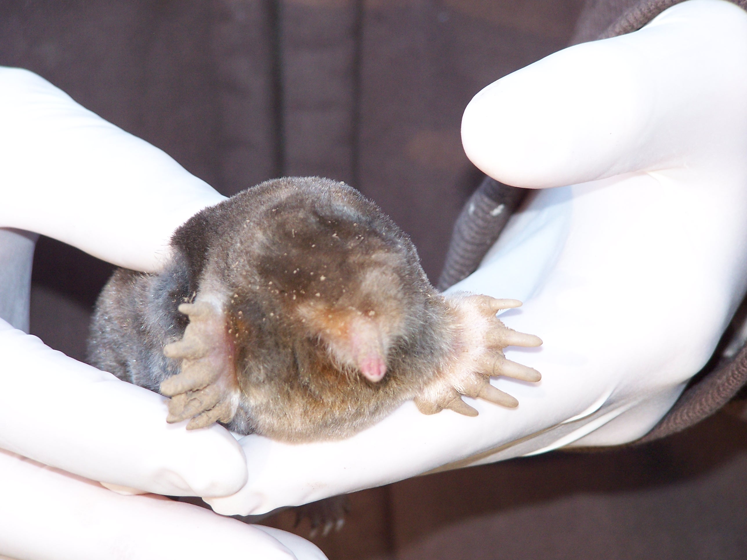 Mole removal Mole trappingMole ControlGet Rid Of Ground Moles