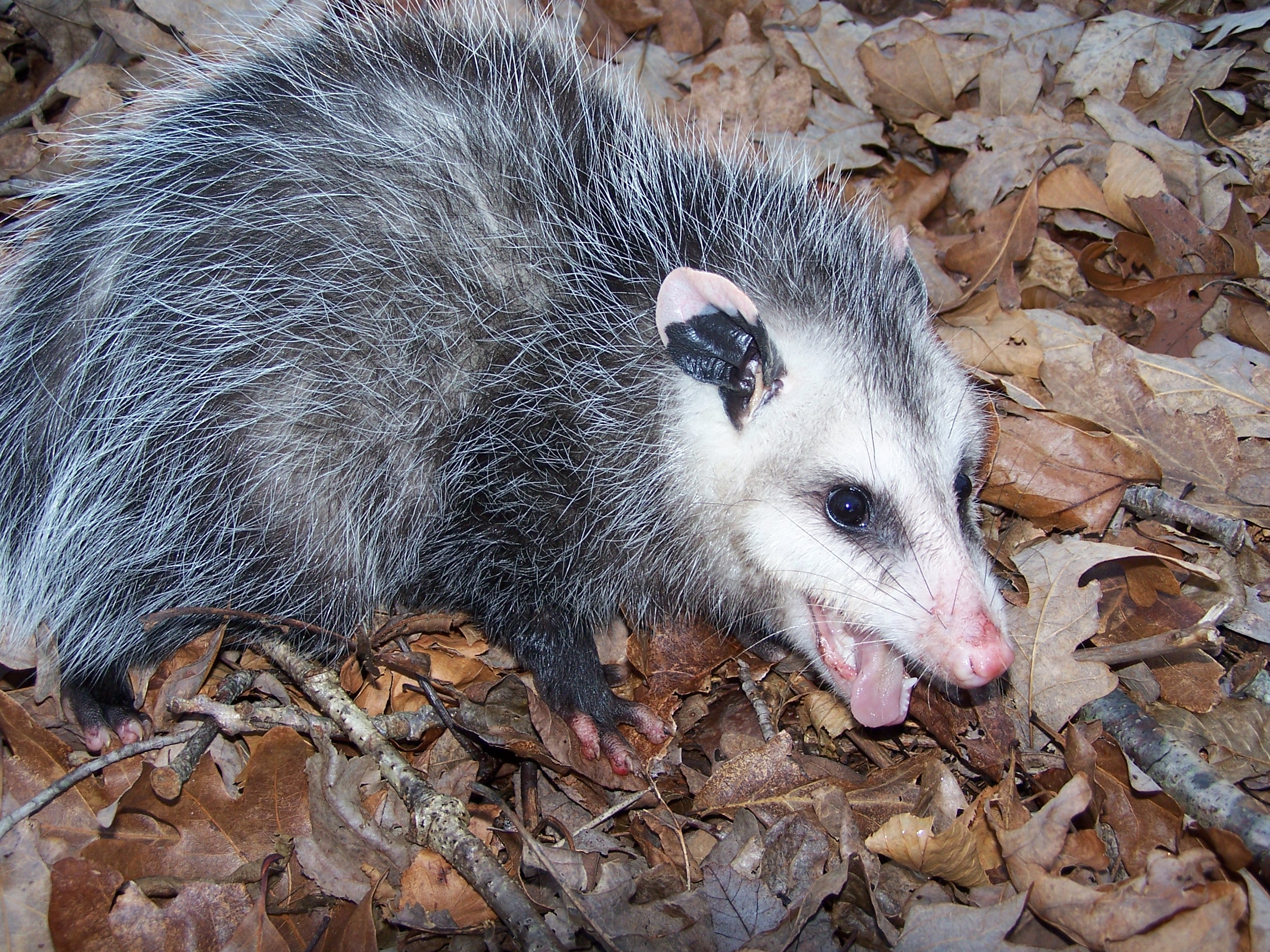 Opossum Removal - Wildlife Control Connecticut