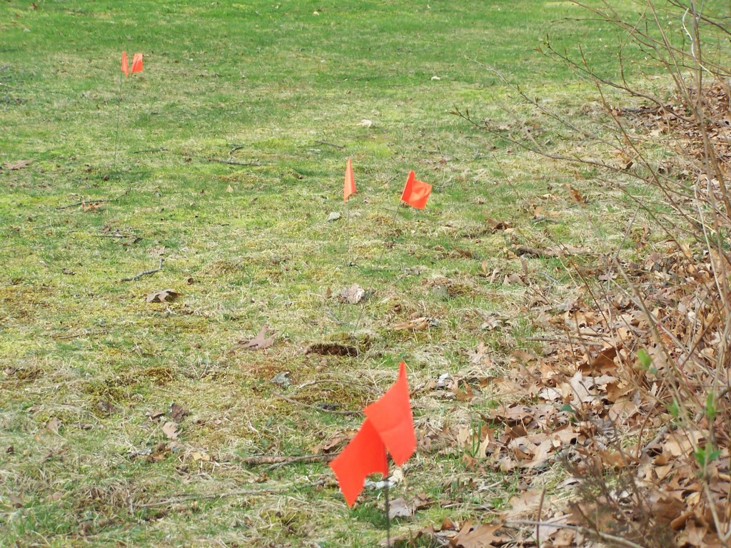 mole traps set on a mole run from the woods in Clinton CT