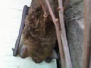 Guilford CT bat removat