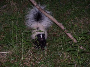 skunk pest removal ct Exterminator