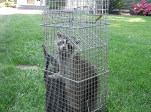 Raccoon pest control CT
