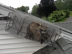 Mother raccoon trapped