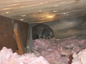 baby raccoon found in attic ct