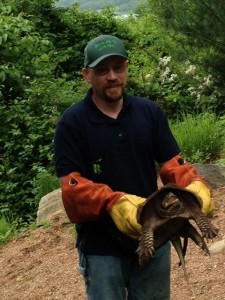 Snapping Turtle Removal CT Snapping Turtle Removed from yard in CT