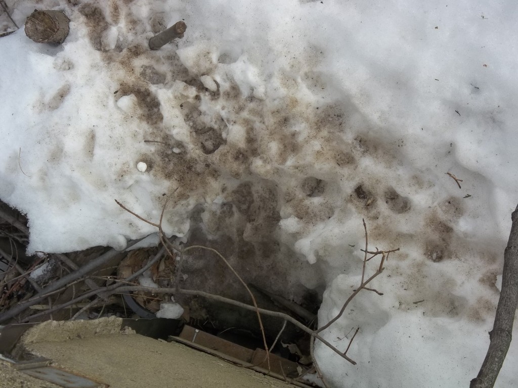 Skunk removal in Connecticut 8605106313 Skunk den site in a CT