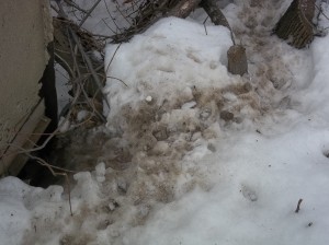 Skunk trail in snow