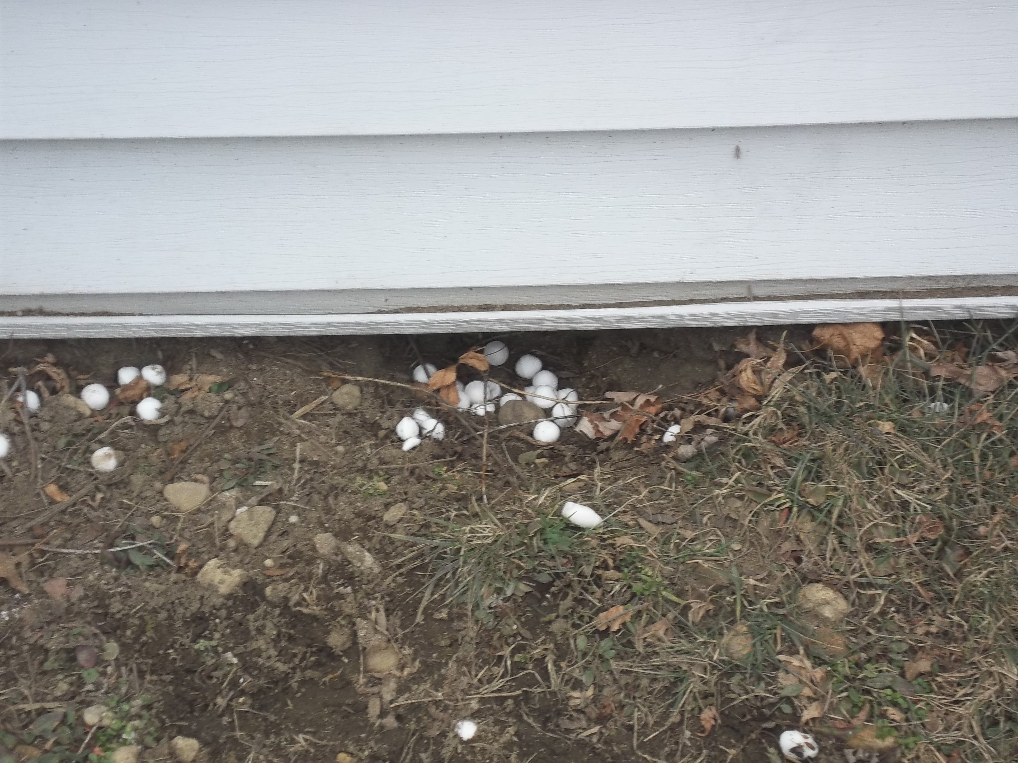 skunks entrance under a porch in CT. Home owner tried moth balls 