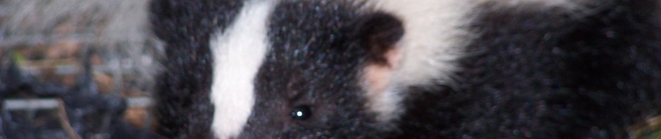 Skunk removal Essex