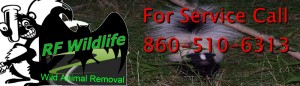 Skunk Trapper Skunk Control CT