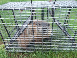 Woodchuck removal