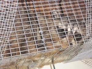 Raccoon Removal CT