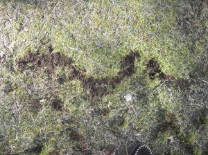 Yard Mole removal ct