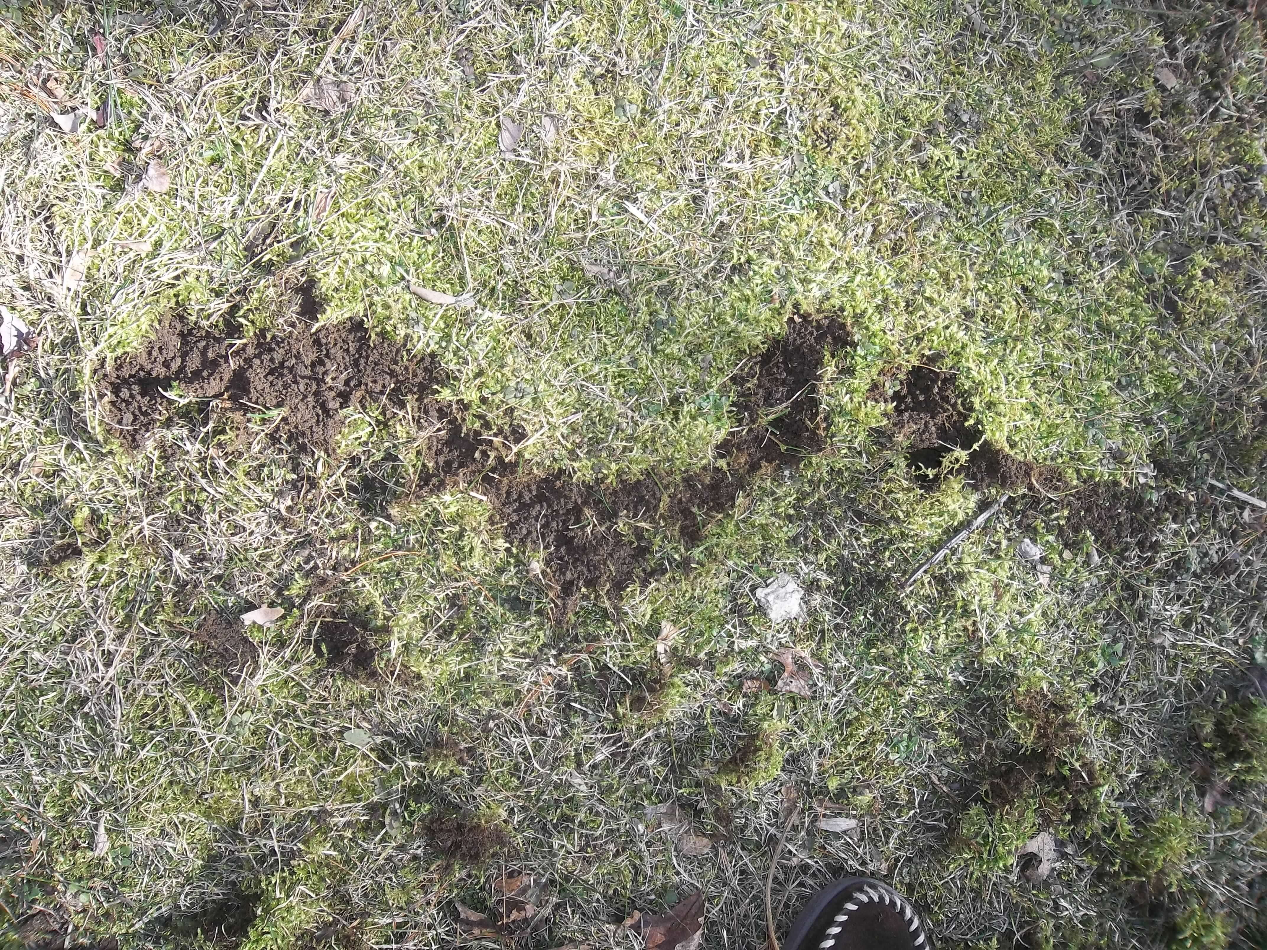yard mole removal damage yard mole removal ct gopher removal rf wildlife control 8605106313rf yard mole removal damage yard mole removal ct gopher removal rf wildlife control 8605106313rf