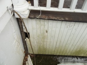 raccoon removal ct