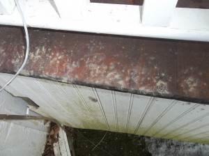 raccoon removal CT