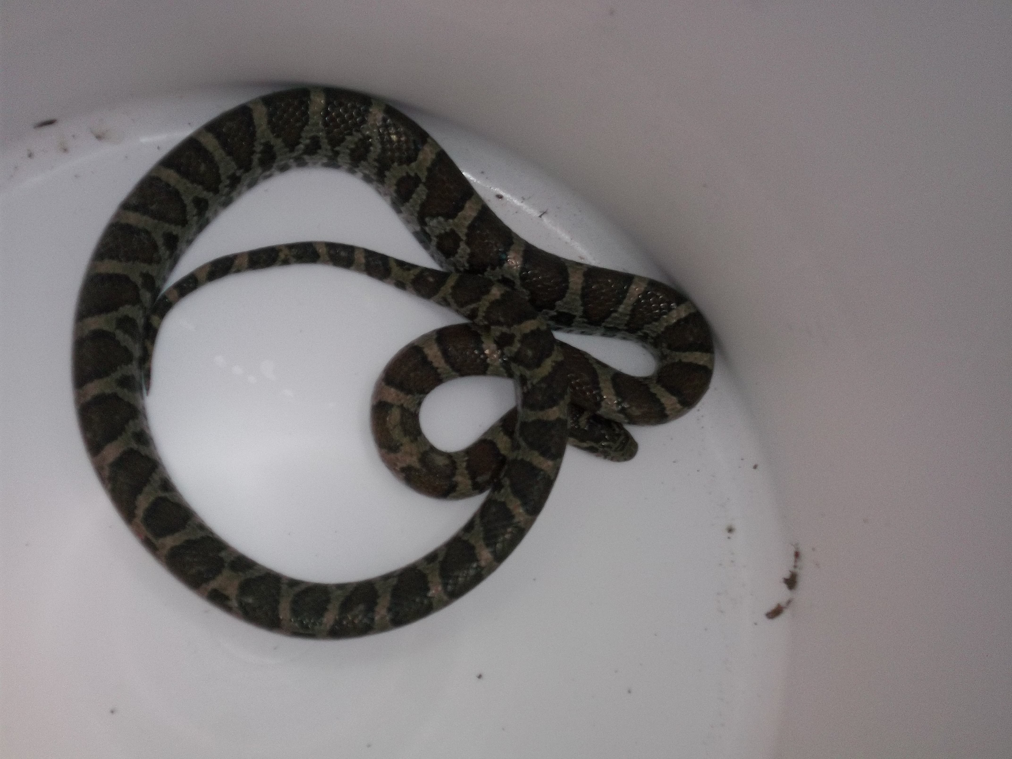 Snake Removal Tring Connecticut Wildlife Milk Snake Removal From Bat In Colchester Ct